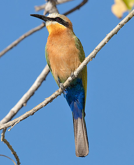White-fronted Bee-eater leucistic bird